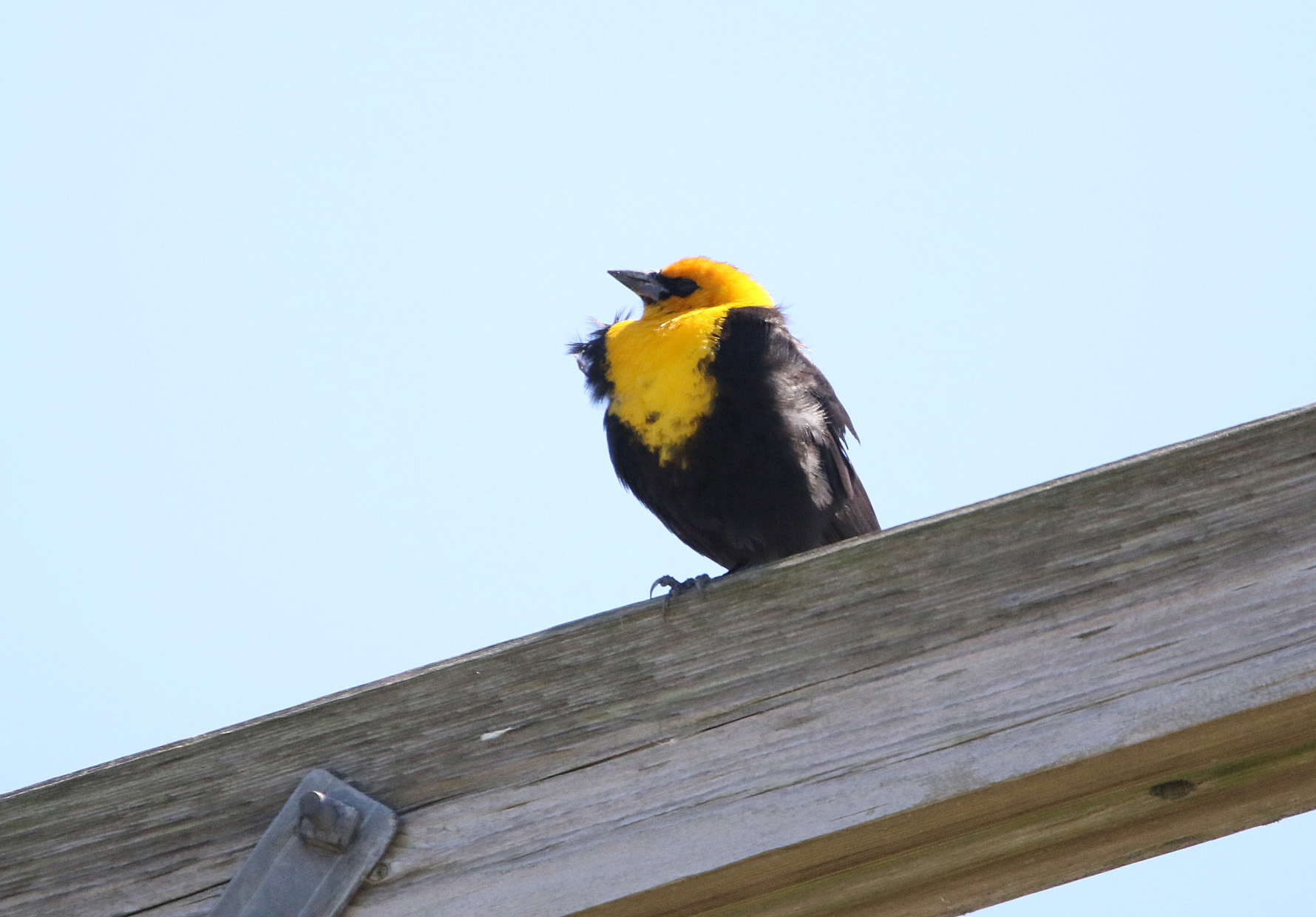 Yellow-headed Blackbird BKNWR 04182020_edited-1