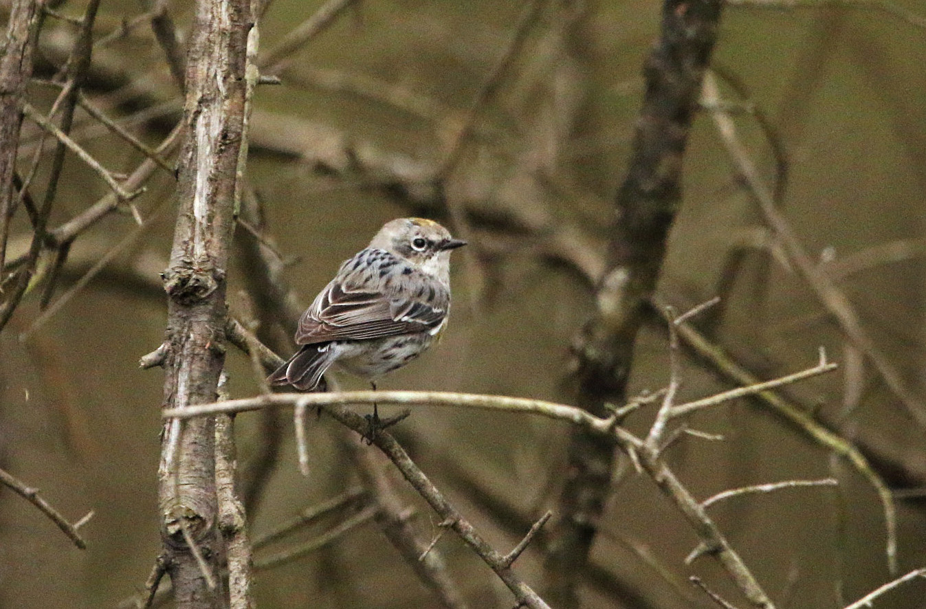 Yellow-rumped Warbler3 BKNWR 040420