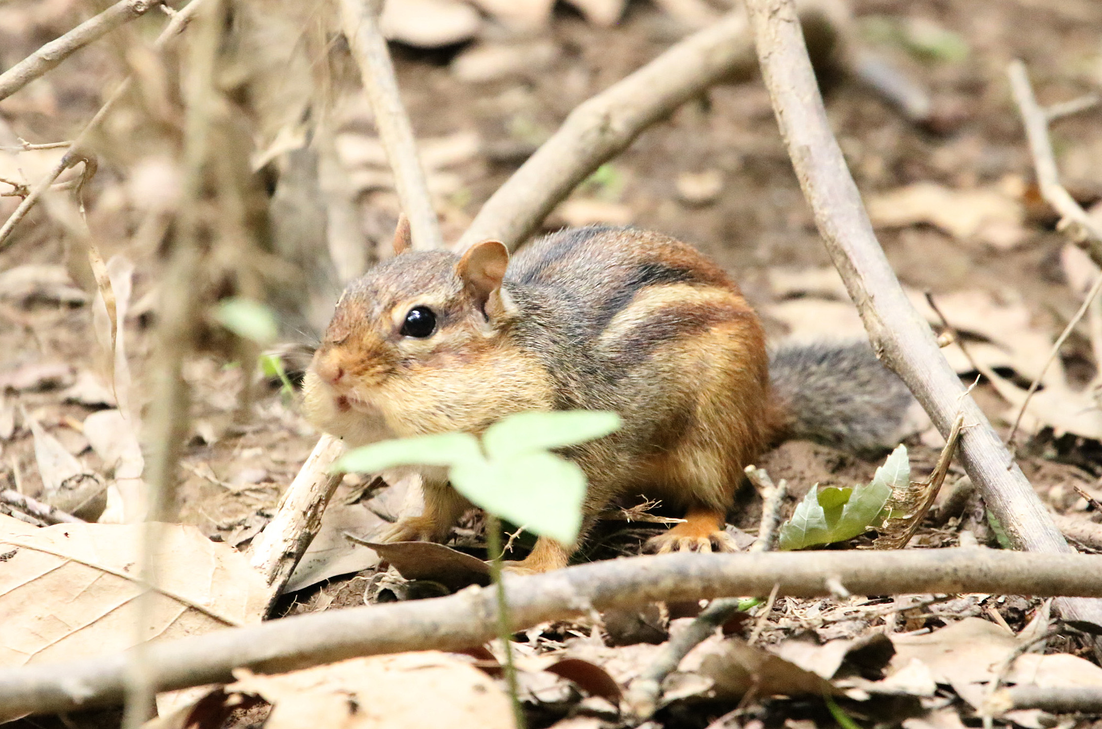 chipmunk1 PMSP-Arborteum 04262020