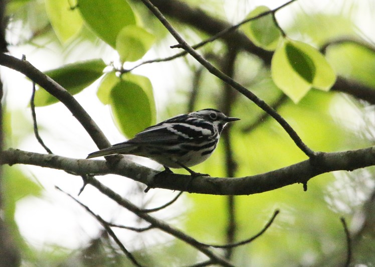 Black-and-white Warbler 04252020 Bell Slough Wildlife Area