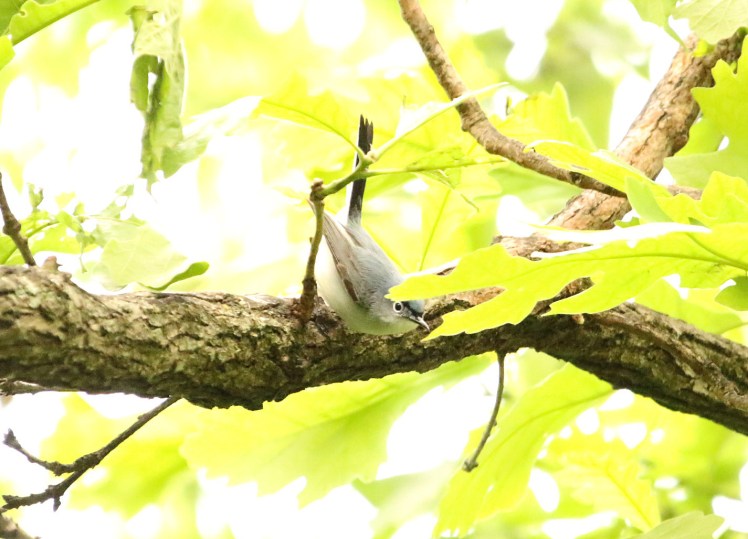 Blue-gray Gnatcatcher2 04252020 Bell Slough Wildlife Area