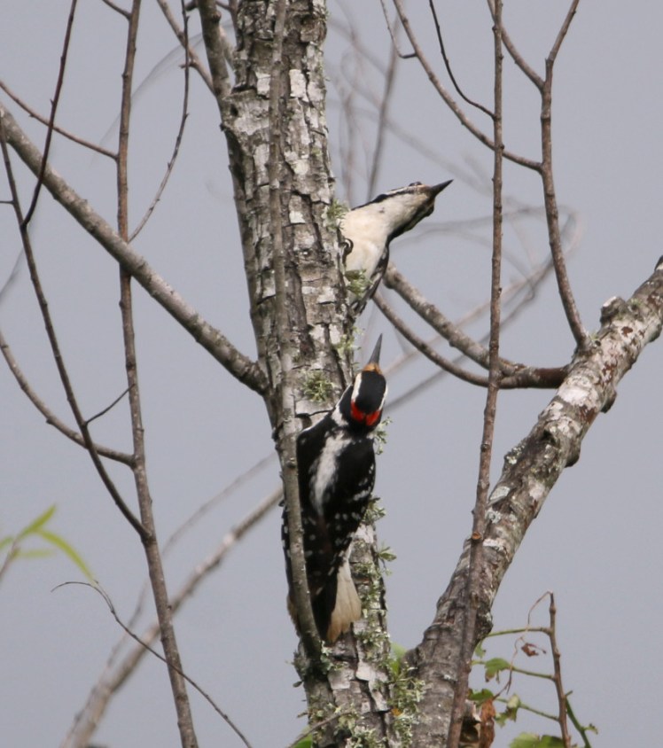 Hairy Woodpecker1 04252020 Bell Slough Wildlife Area