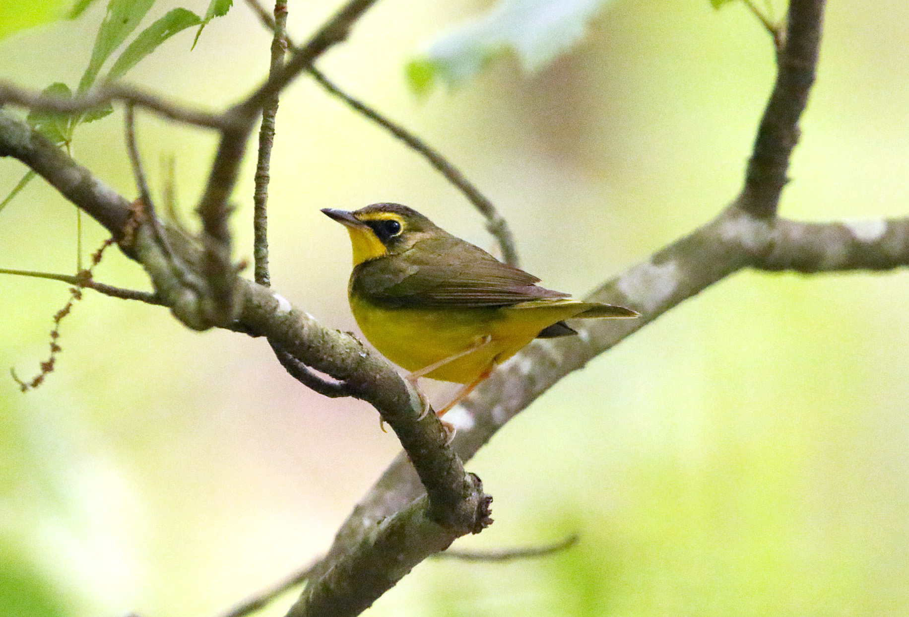 Kentucky Warbler1 04252020 Bell Slough Wildlife Area