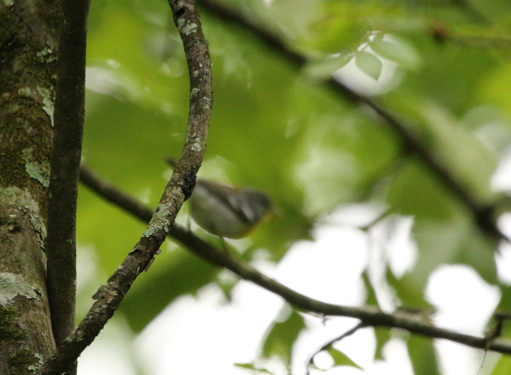 Northern Parula 04252020 Bell Slough Wildlife Area