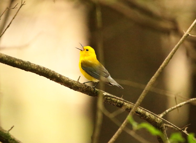 Prothonotary Warbler3 04252020 Bell Slough Wildlife Area