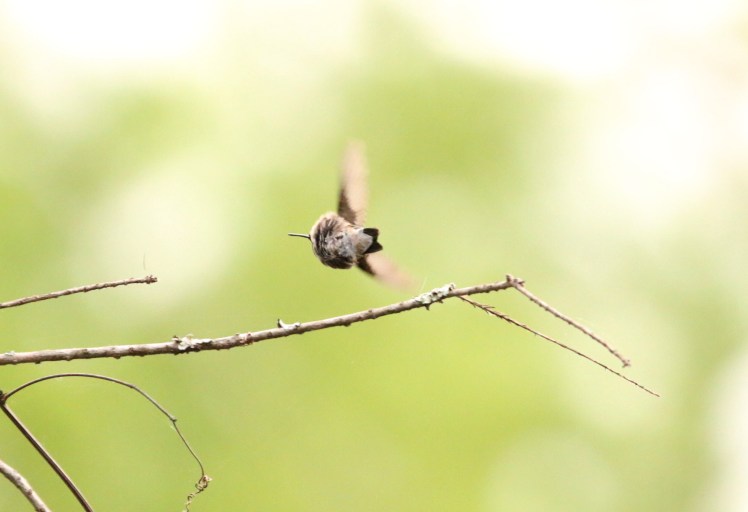 Ruby-throated Hummingbird2 04252020 Bell Slough Wildlife Area