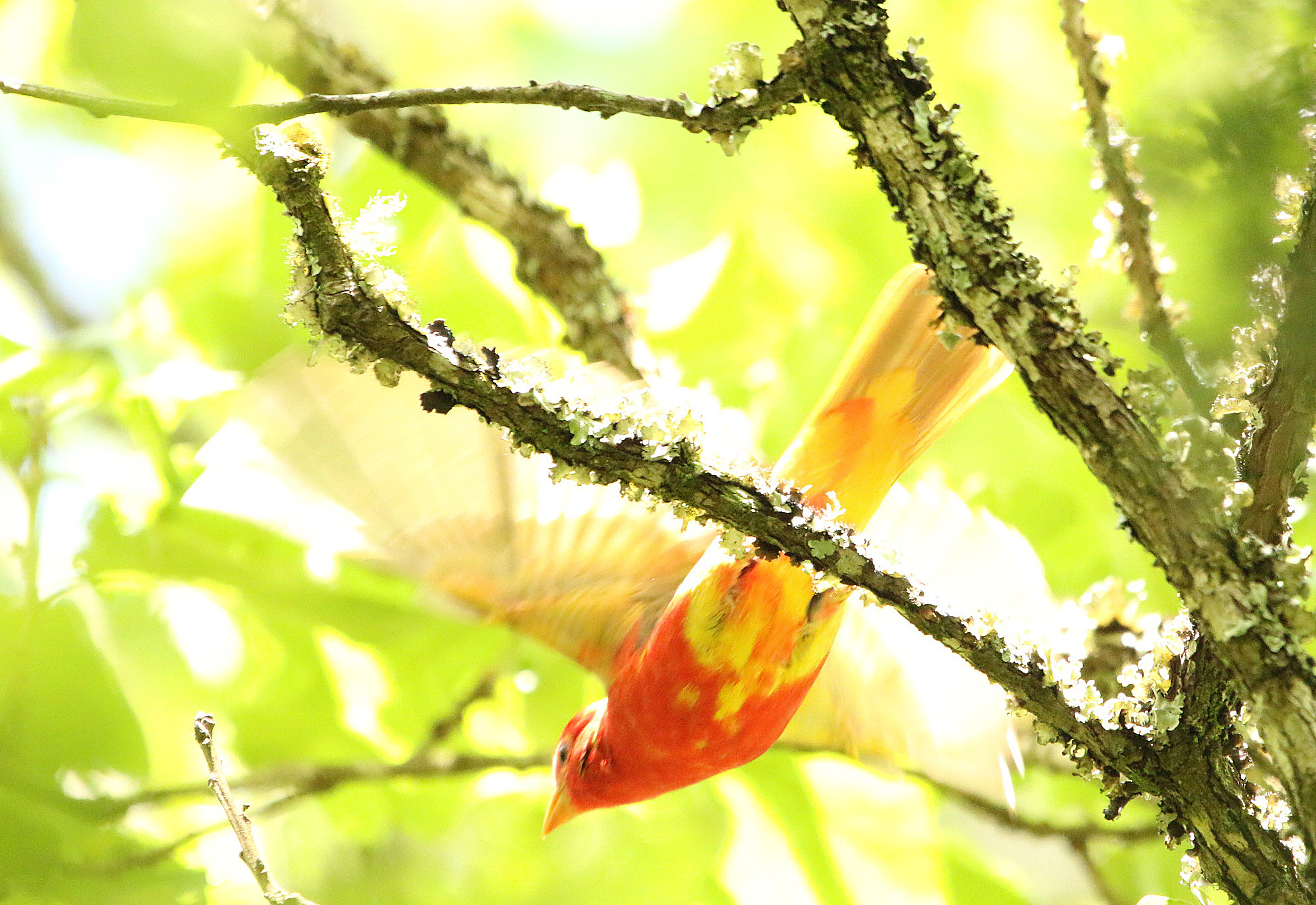 Summer Tanager1 04252020 Bell Slough Wildlife Area