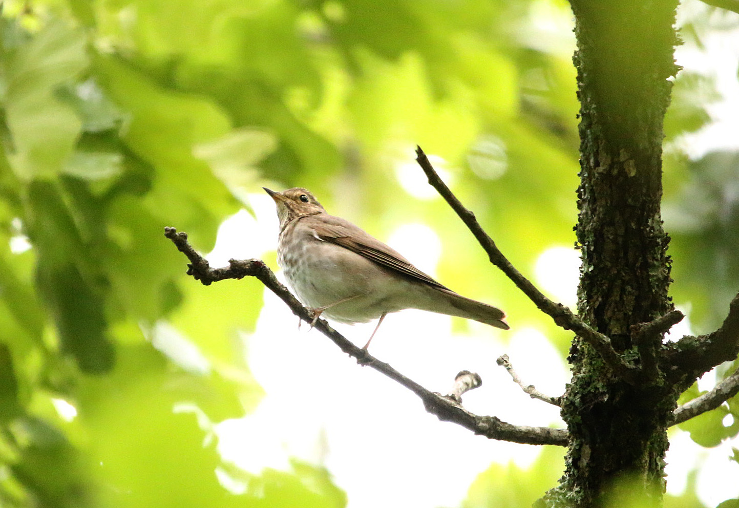 Swainson's Thrush 04252020 Bell Slough Wildlife Area