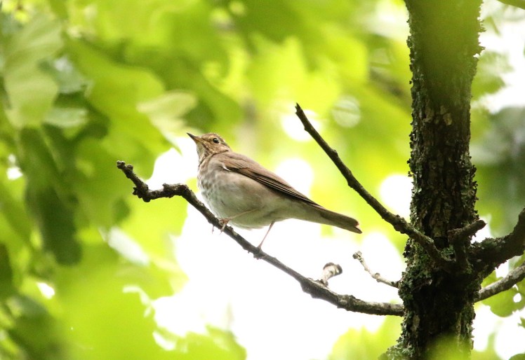 Swainson's Thrush 04252020 Bell Slough Wildlife Area